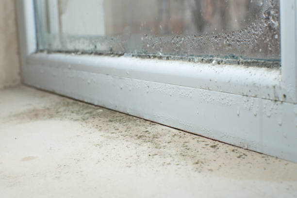 Trusted Squaw Valley, CA Mold Removal Experts